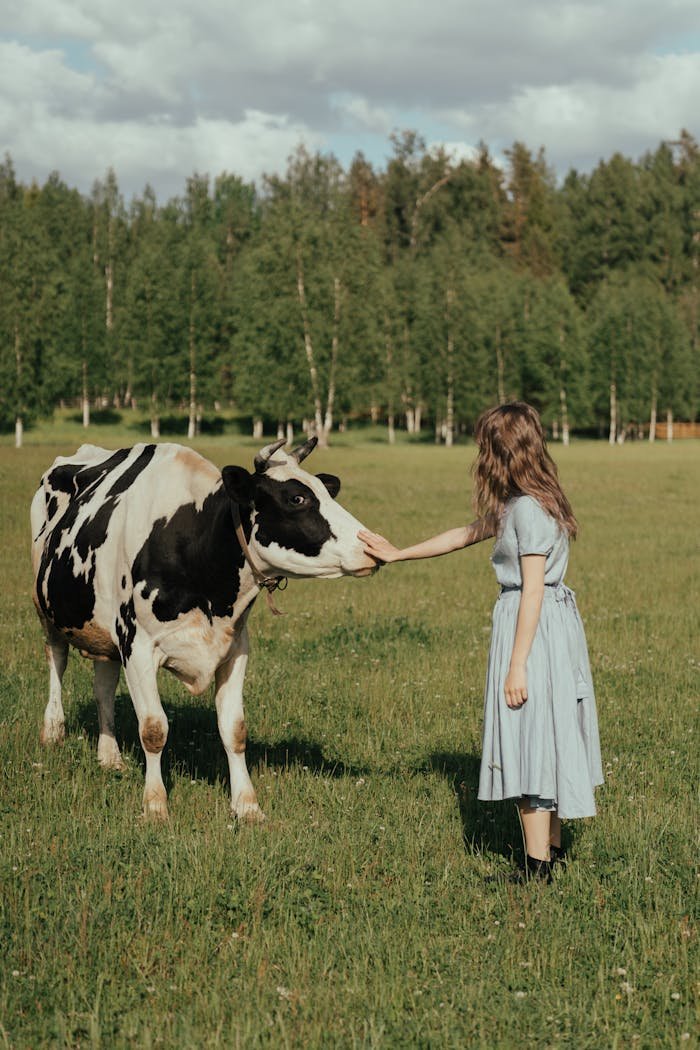 A woman gently strokes a Holstein cow in a serene rural meadow on a sunny summer day.