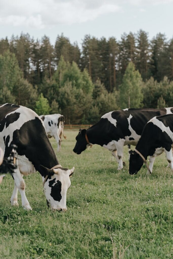 pexels-photo-4919737 Black and white dairy cows grazing in a lush green meadow, surrounded by forest.